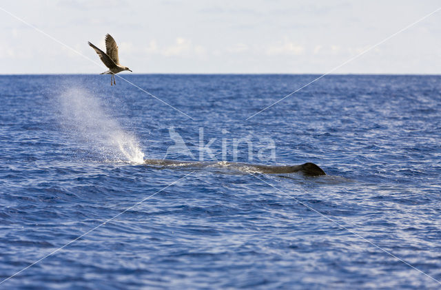 Potvis (Physeter macrocephalus)