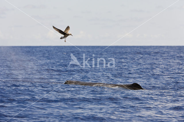 Potvis (Physeter macrocephalus)