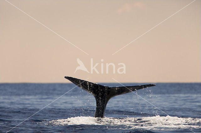 Potvis (Physeter macrocephalus)