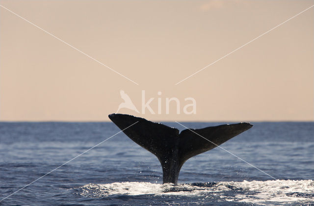 Potvis (Physeter macrocephalus)