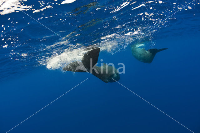 Potvis (Physeter macrocephalus)