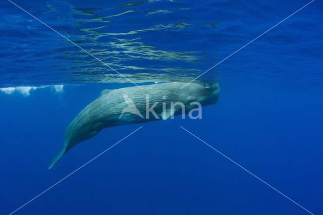 Potvis (Physeter macrocephalus)