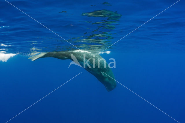 Potvis (Physeter macrocephalus)