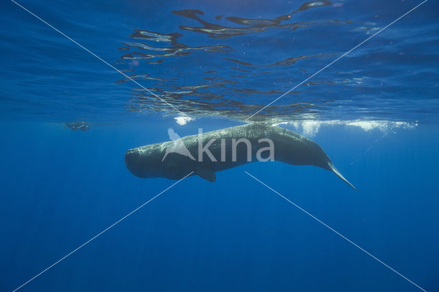 Potvis (Physeter macrocephalus)