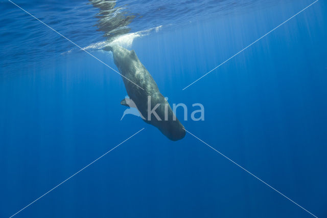 Potvis (Physeter macrocephalus)