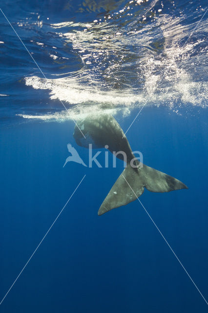 Potvis (Physeter macrocephalus)