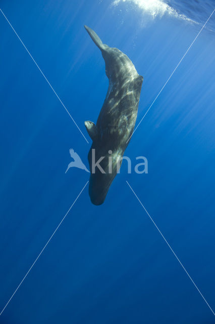 Potvis (Physeter macrocephalus)