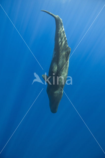 Potvis (Physeter macrocephalus)