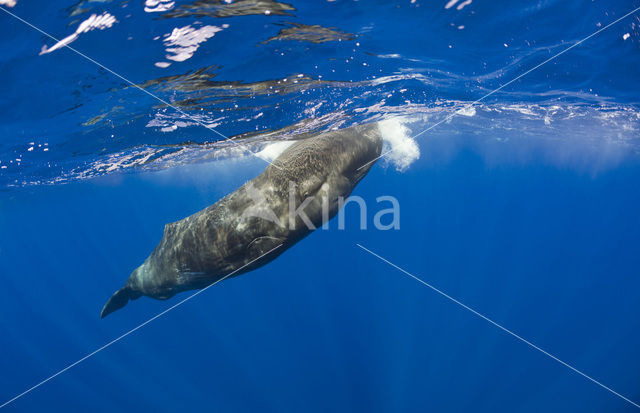 Potvis (Physeter macrocephalus)