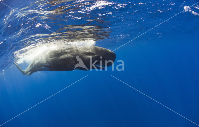 Potvis (Physeter macrocephalus)