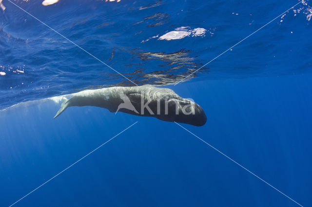 Potvis (Physeter macrocephalus)