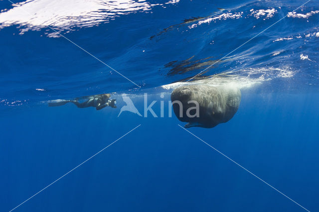 Potvis (Physeter macrocephalus)