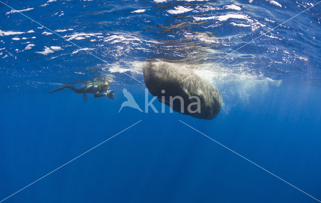 Potvis (Physeter macrocephalus)