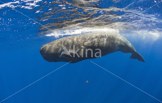 Potvis (Physeter macrocephalus)