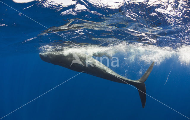 Potvis (Physeter macrocephalus)