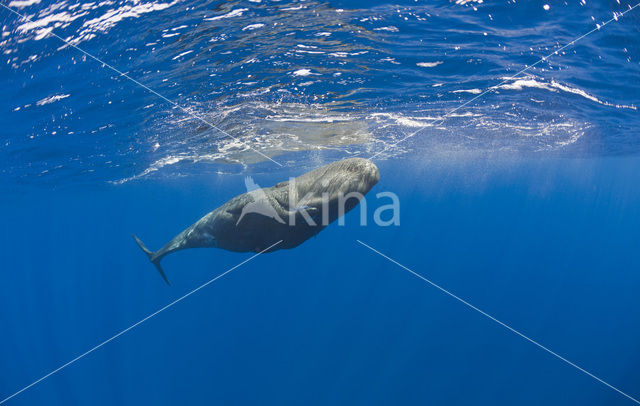 Potvis (Physeter macrocephalus)