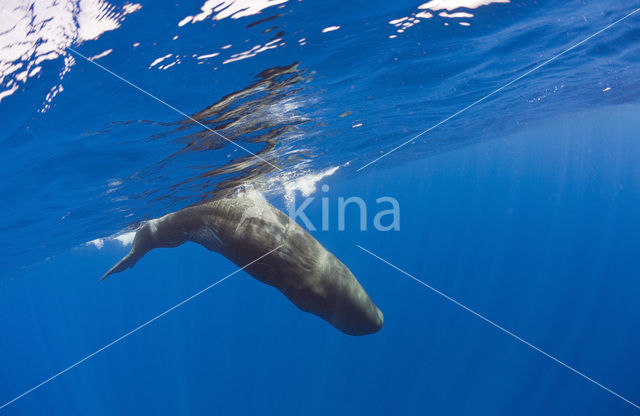 Potvis (Physeter macrocephalus)