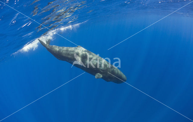 Potvis (Physeter macrocephalus)