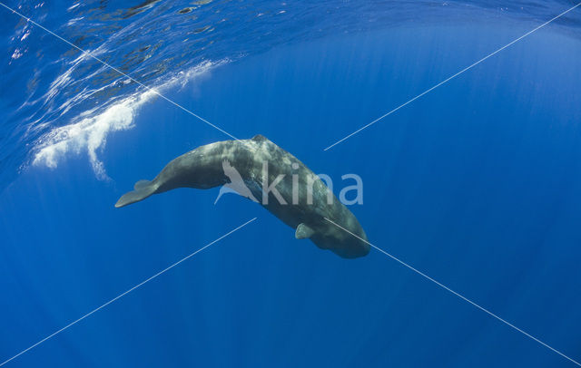 Potvis (Physeter macrocephalus)