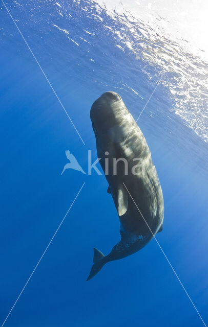 Potvis (Physeter macrocephalus)