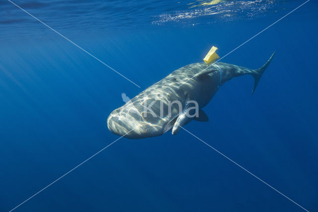 Potvis (Physeter macrocephalus)