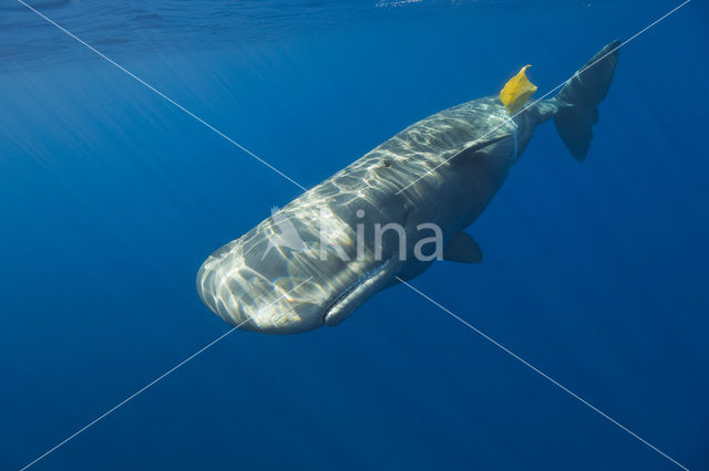 Potvis (Physeter macrocephalus)