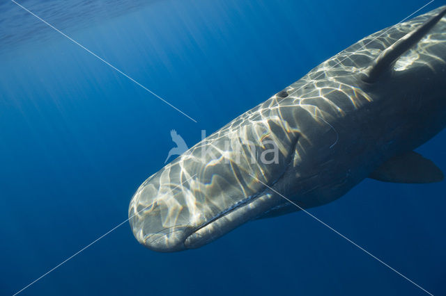 Potvis (Physeter macrocephalus)