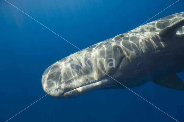 Potvis (Physeter macrocephalus)