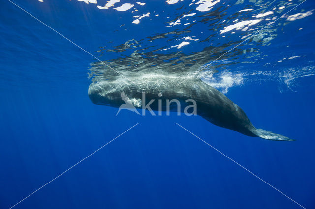 Potvis (Physeter macrocephalus)