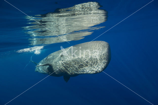 Potvis (Physeter macrocephalus)