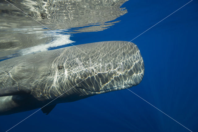 Potvis (Physeter macrocephalus)