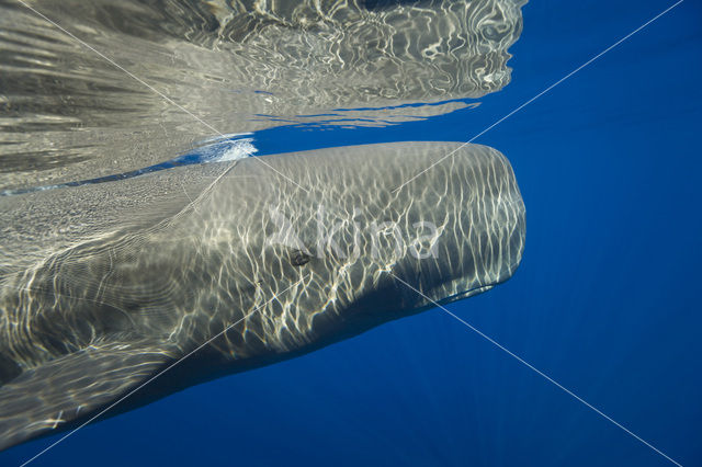 Potvis (Physeter macrocephalus)