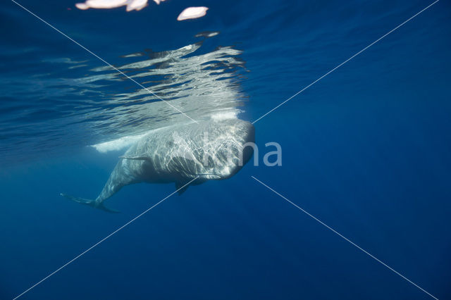 Potvis (Physeter macrocephalus)