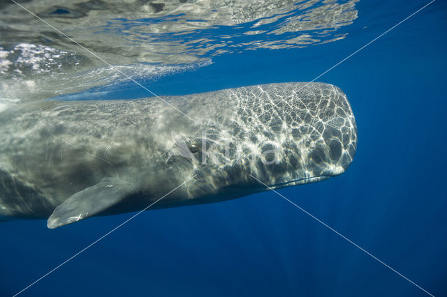 Potvis (Physeter macrocephalus)