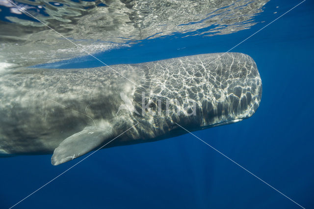 Potvis (Physeter macrocephalus)