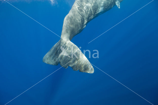 Potvis (Physeter macrocephalus)