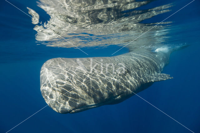 Potvis (Physeter macrocephalus)