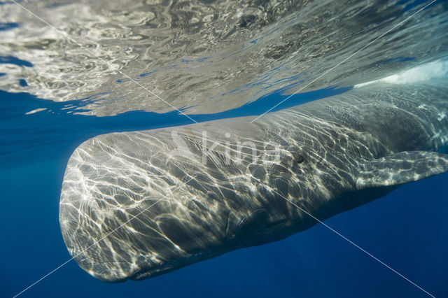 Potvis (Physeter macrocephalus)