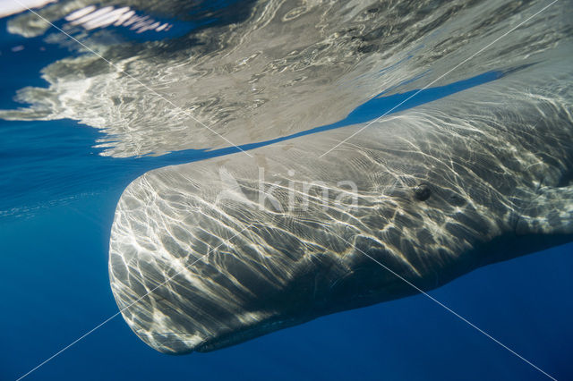 Potvis (Physeter macrocephalus)