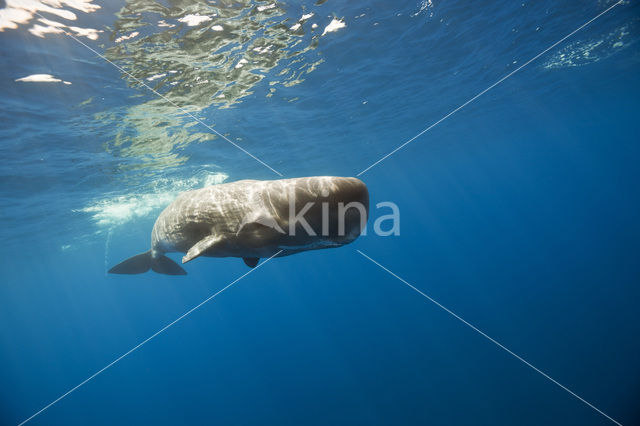 Potvis (Physeter macrocephalus)