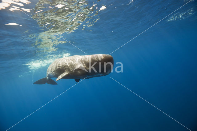 Potvis (Physeter macrocephalus)