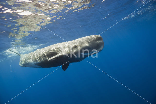 Potvis (Physeter macrocephalus)