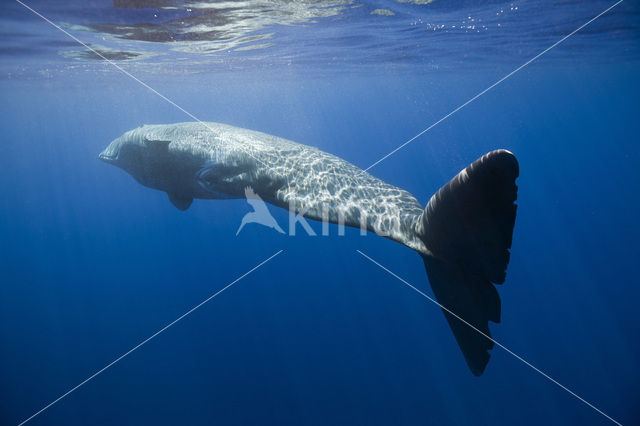 Potvis (Physeter macrocephalus)