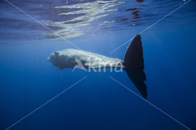 Potvis (Physeter macrocephalus)