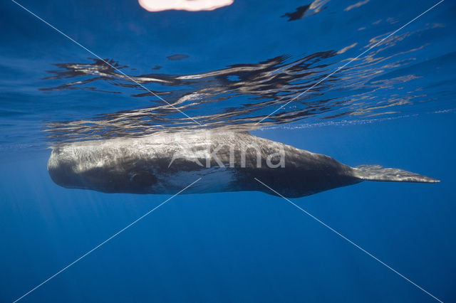 Potvis (Physeter macrocephalus)