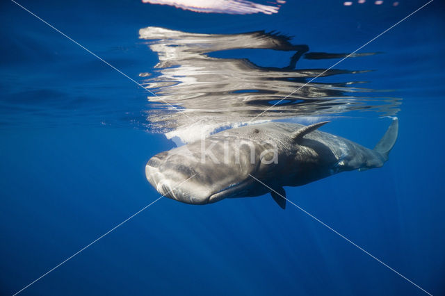 Potvis (Physeter macrocephalus)