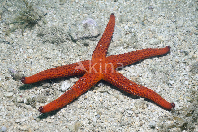common starfish (Echinaster sepositus)
