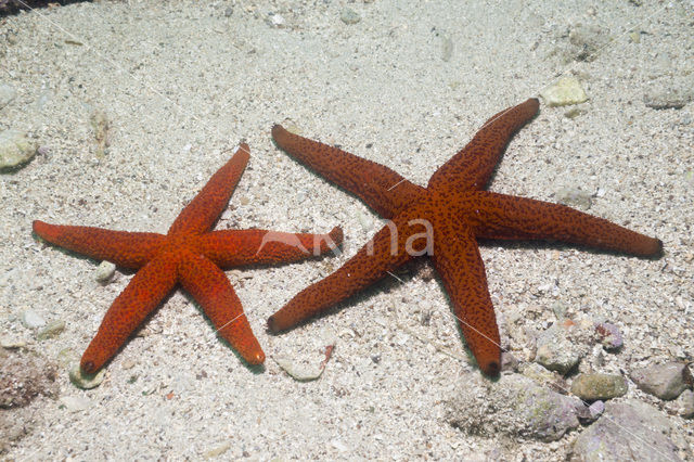 common starfish (Echinaster sepositus)