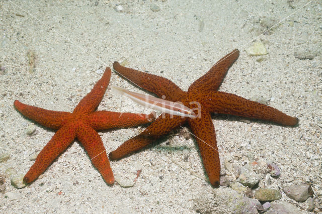 common starfish (Echinaster sepositus)