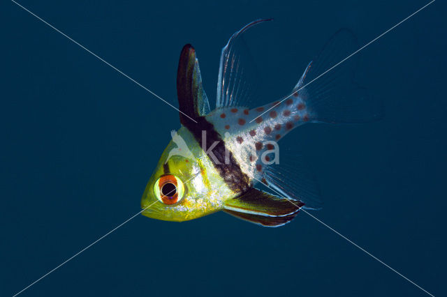 Pajama cardinalfish (Sphaeramia nematoptera)